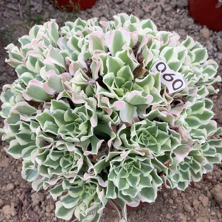 无花朵060多肉植物白凤