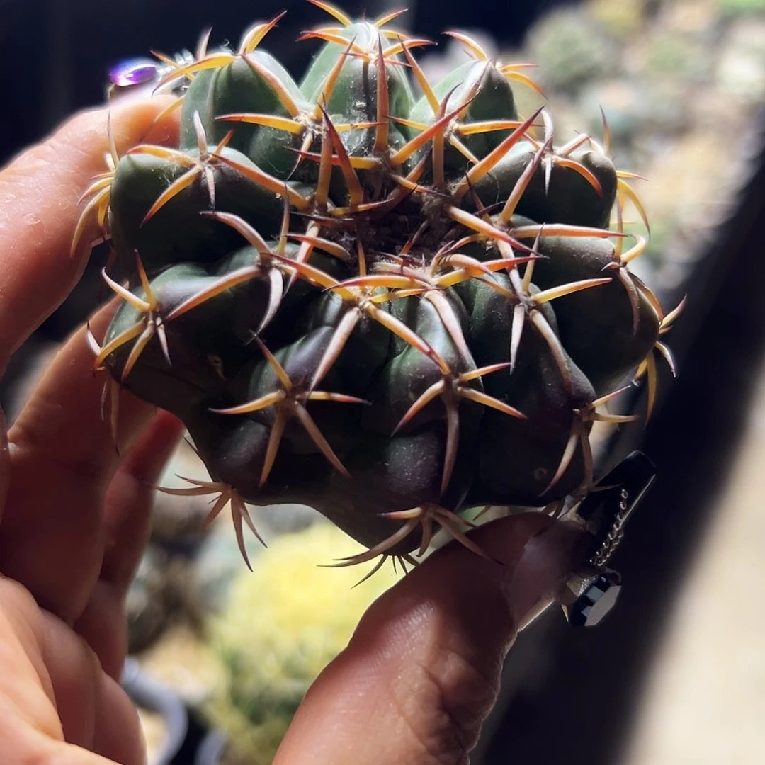 圆盘仙人球111111