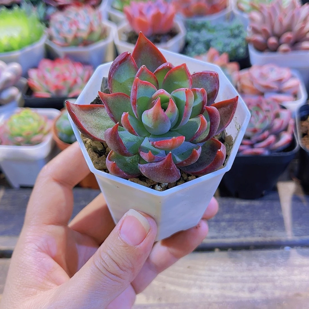 惊鸿四盆0000000000