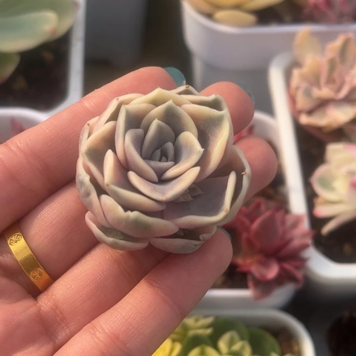 汉堡锦头盖一颗价格