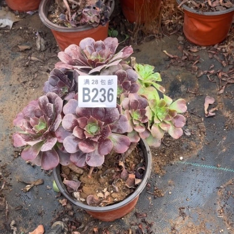 236欧紫不包断枝