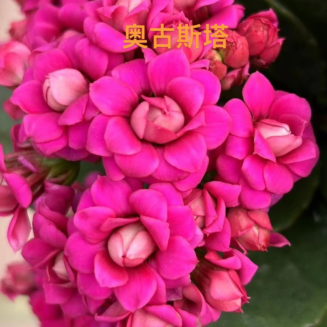 （奥古斯塔长寿花)130盆，一盆快递微损不售后，完美主义者勿拍！！！！！