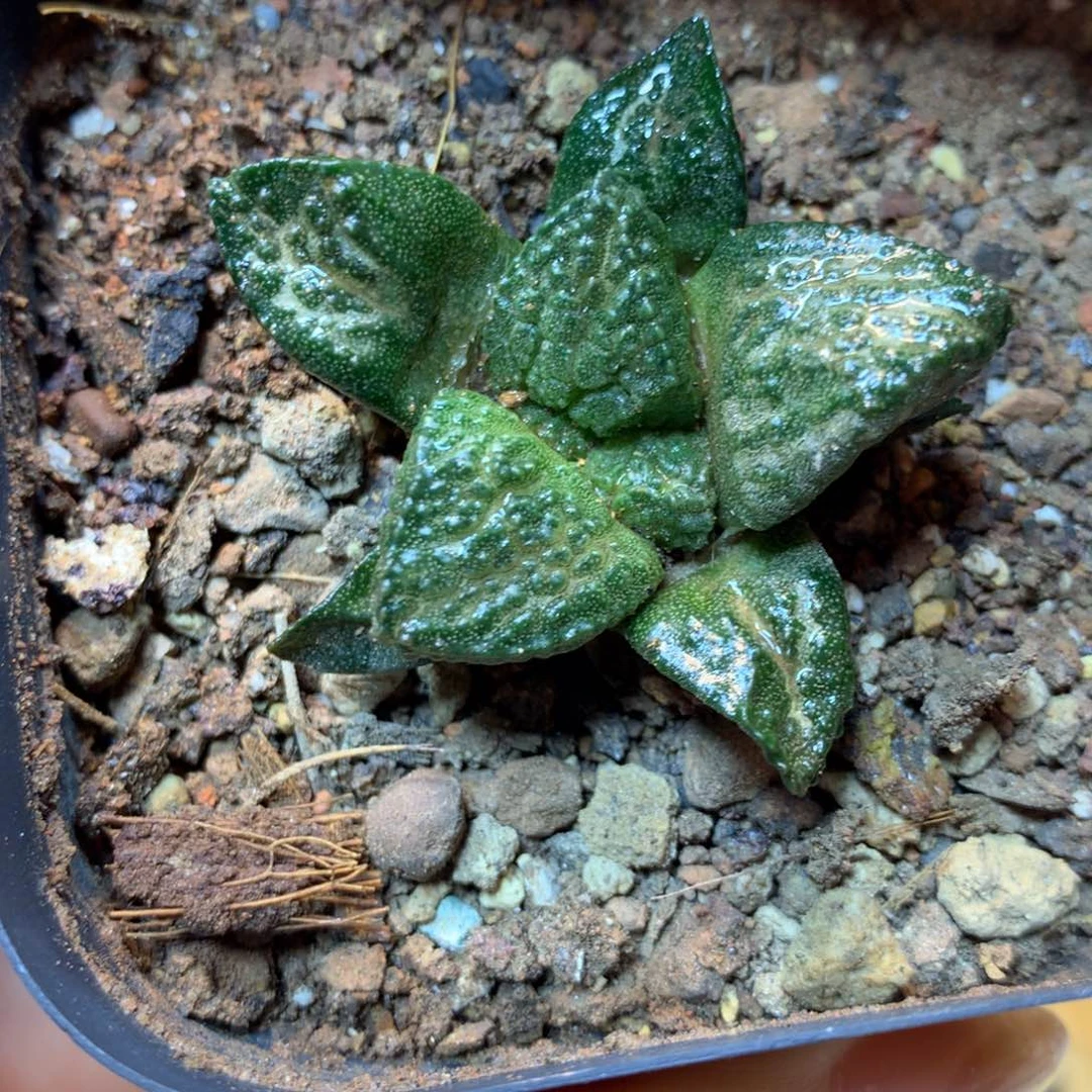 实生 满尤龟甲岩牡丹4公分起带盆土