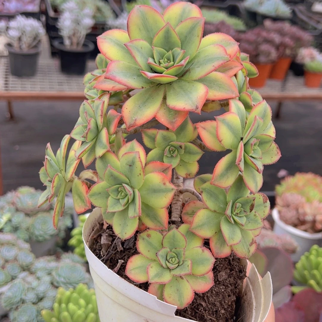 星爆整装整群，160杯