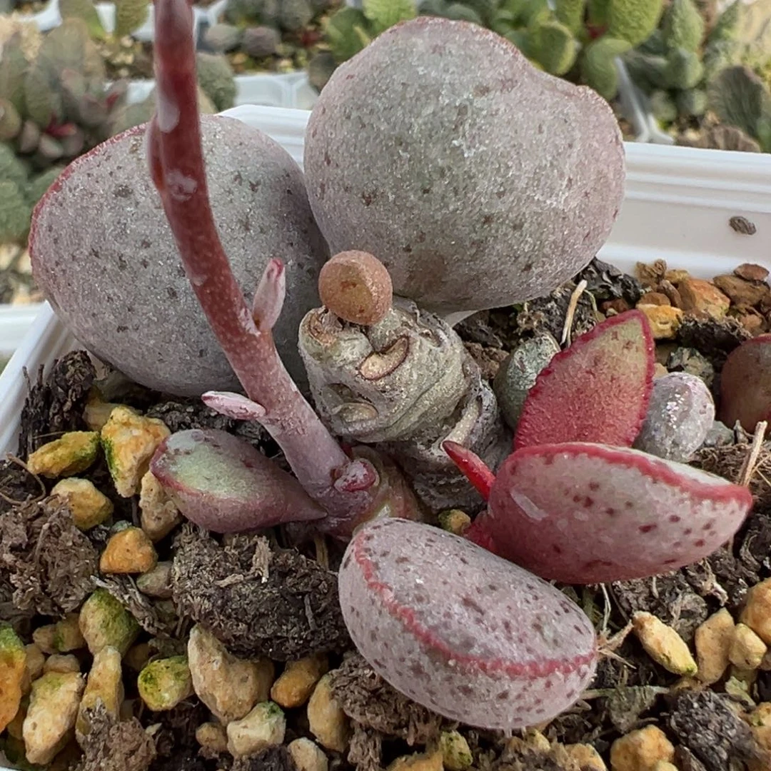 实生新品多头纯木质桩多肉植物水泡