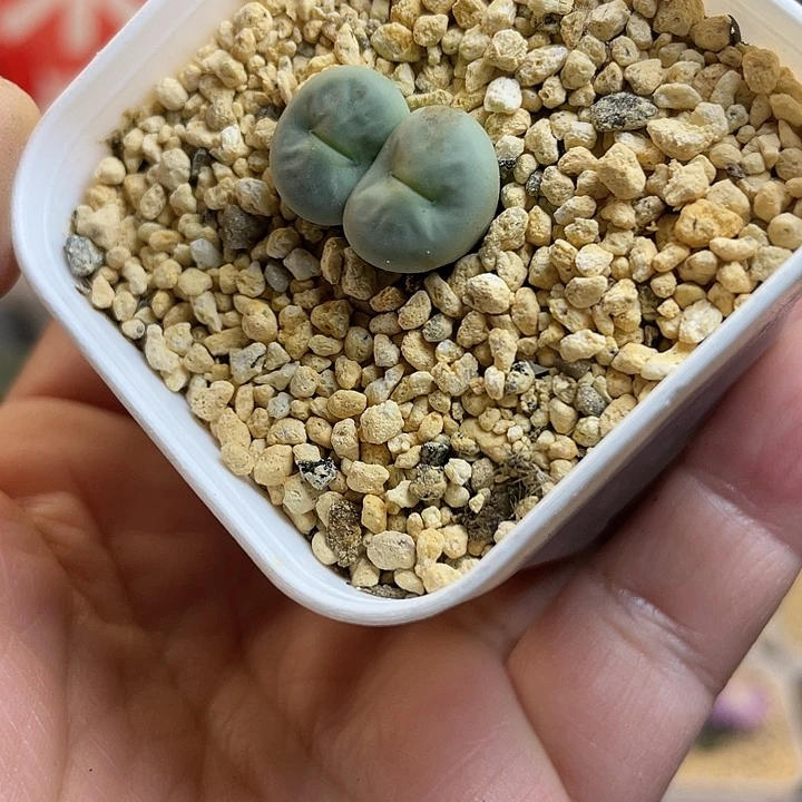 佳人园艺多肉生石花p嘴706