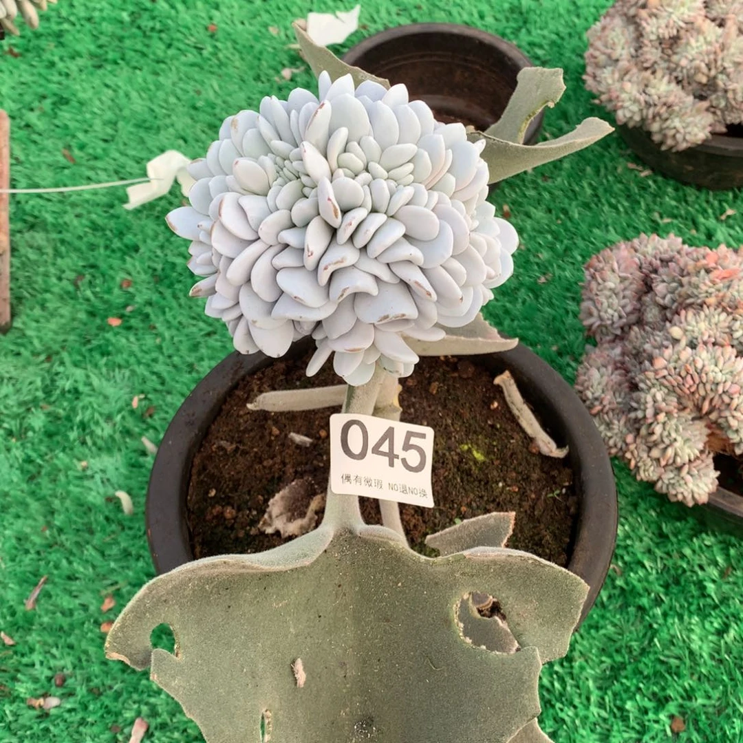 045雪莲缀多肉植物