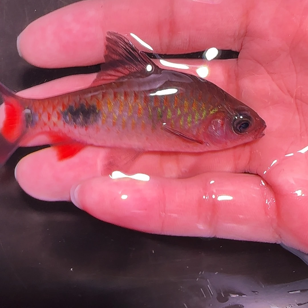 灯科鱼红叹搬161616