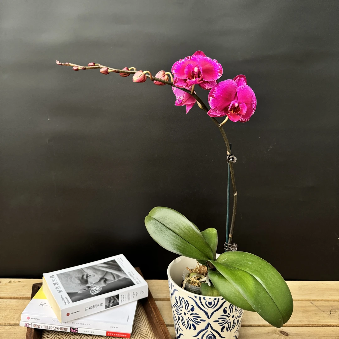 蝴蝶兰【双星光芒】精品昆明基地直发