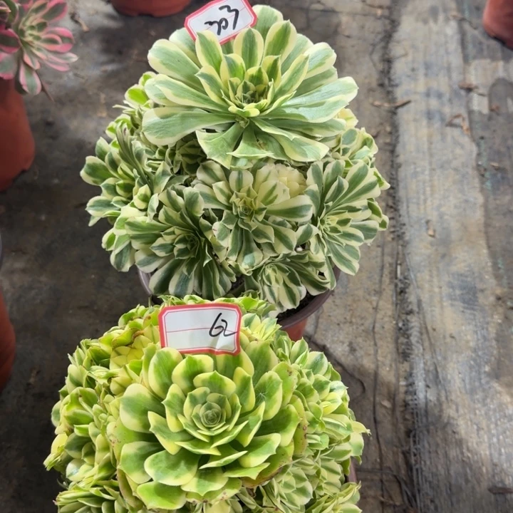 303和62俩颗迈巴赫法师