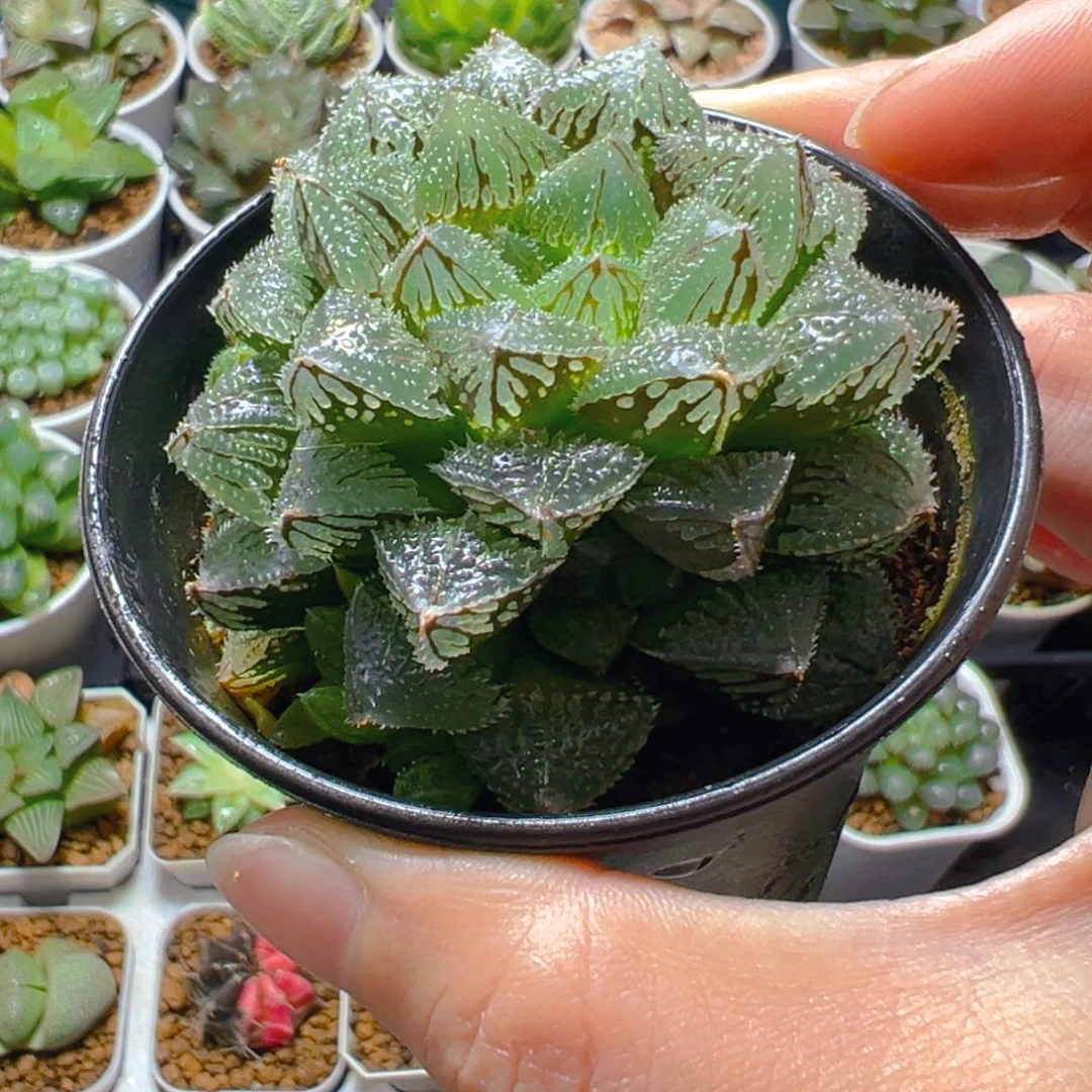 万象盆魔刺寿多肉多肉多肉