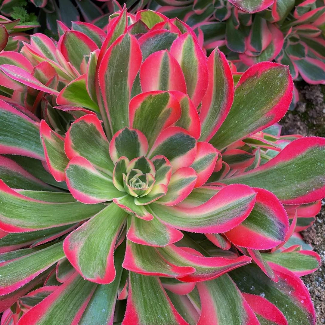 雾****亮多肉植物法师妖月