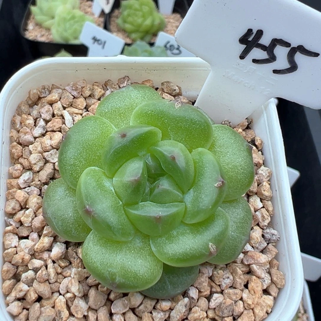 455号啊啊啊啊啊啊啊啊啊