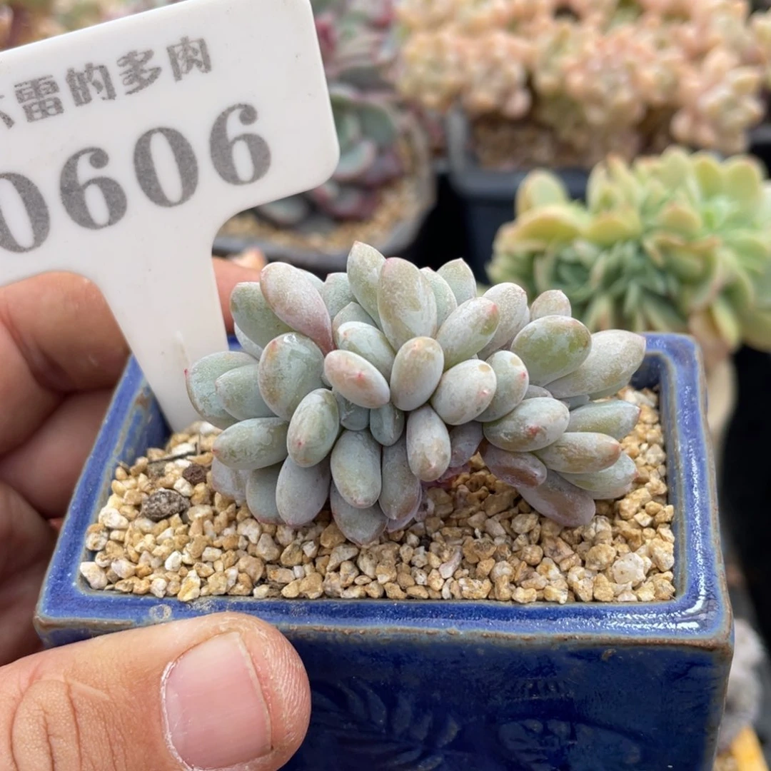 0606粉兔缀不带盆6厘米