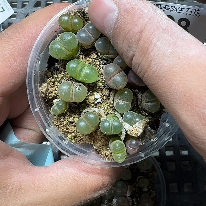 88 多肉植物多肉植物
