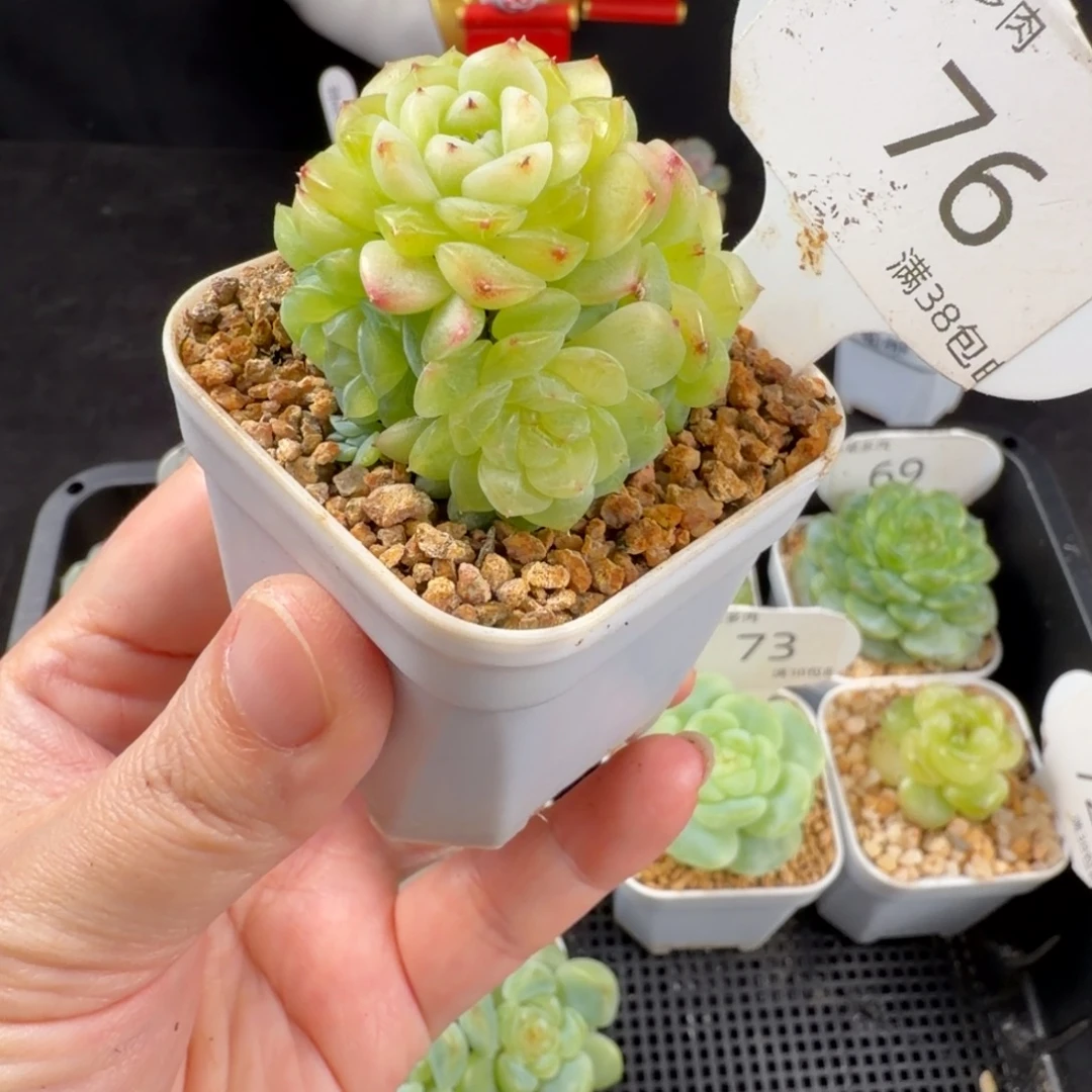 繁花群生6头76号一颗