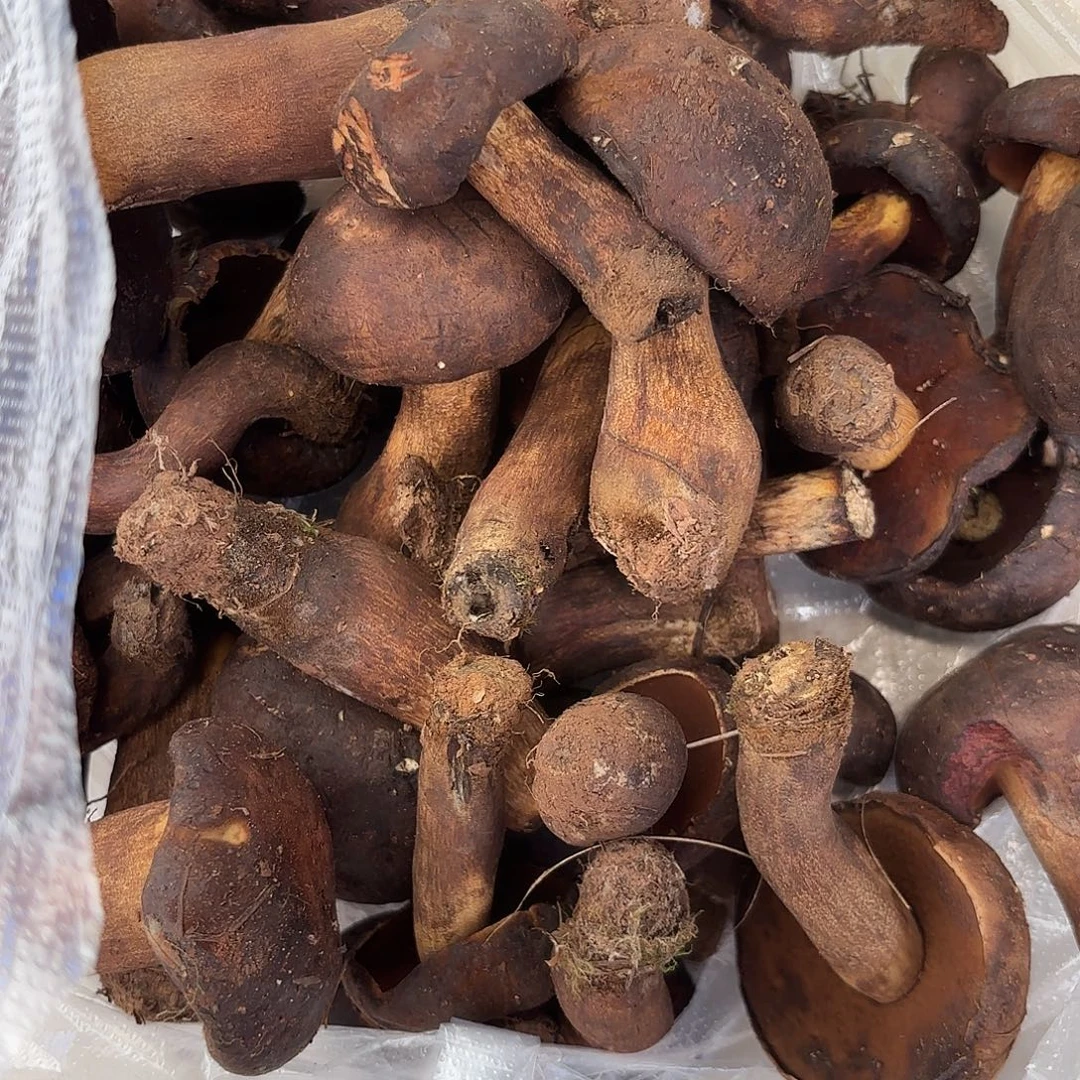 小***家云南南华野生菌中国大陆