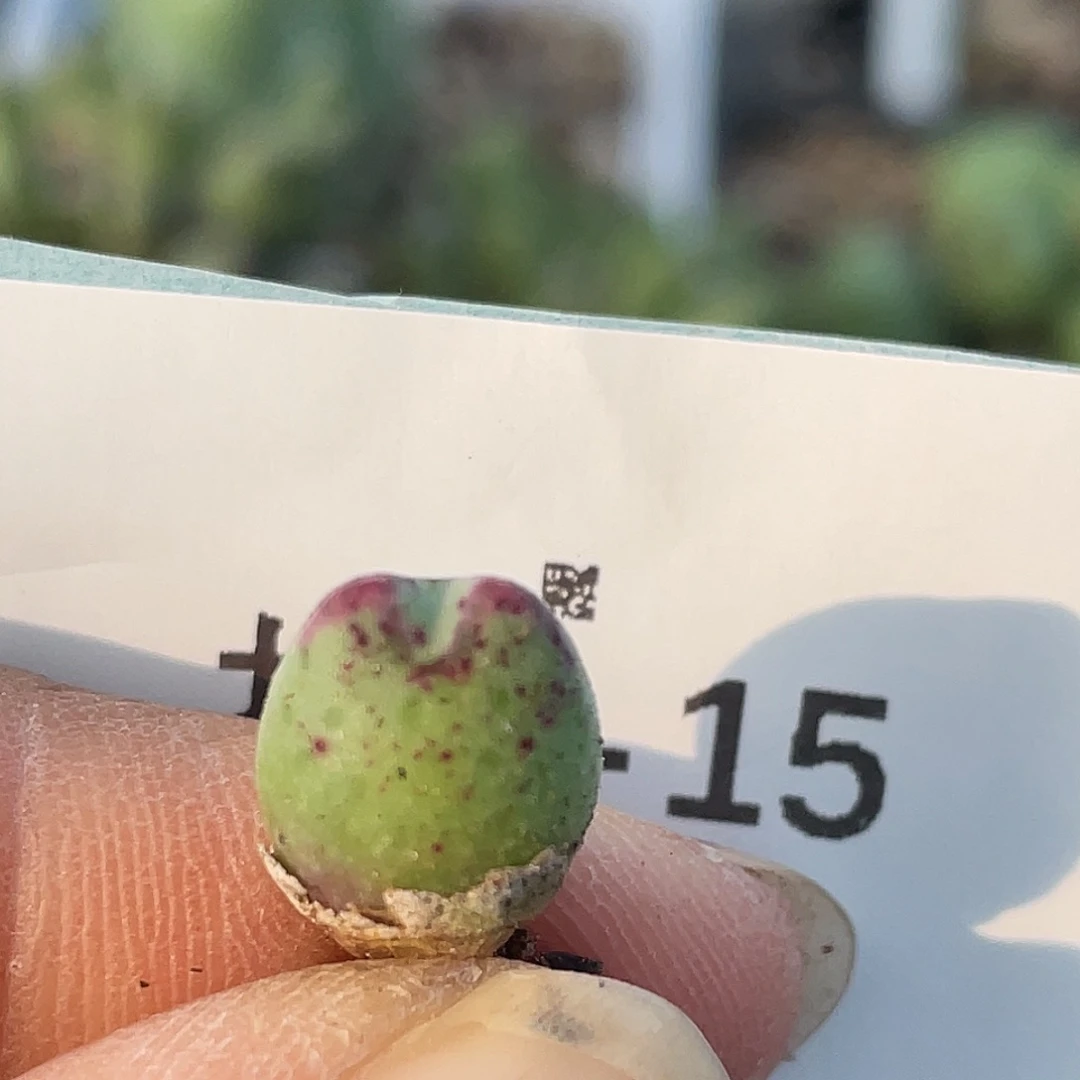 5-15园艺猪蹄多肉植物