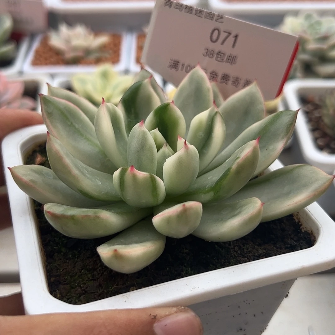 71号东云白锦多肉植物
