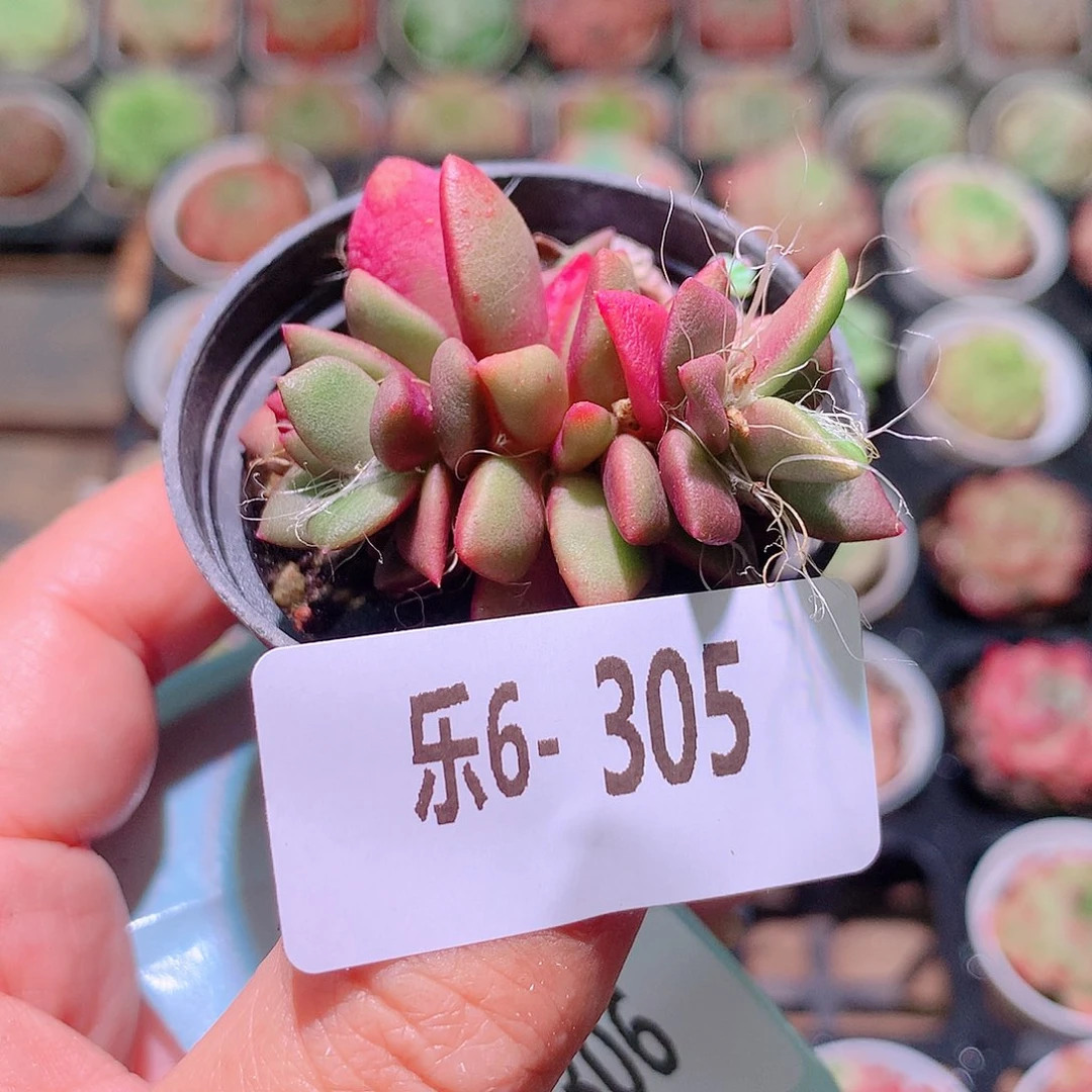 乐然6-305 吹雪之松锦