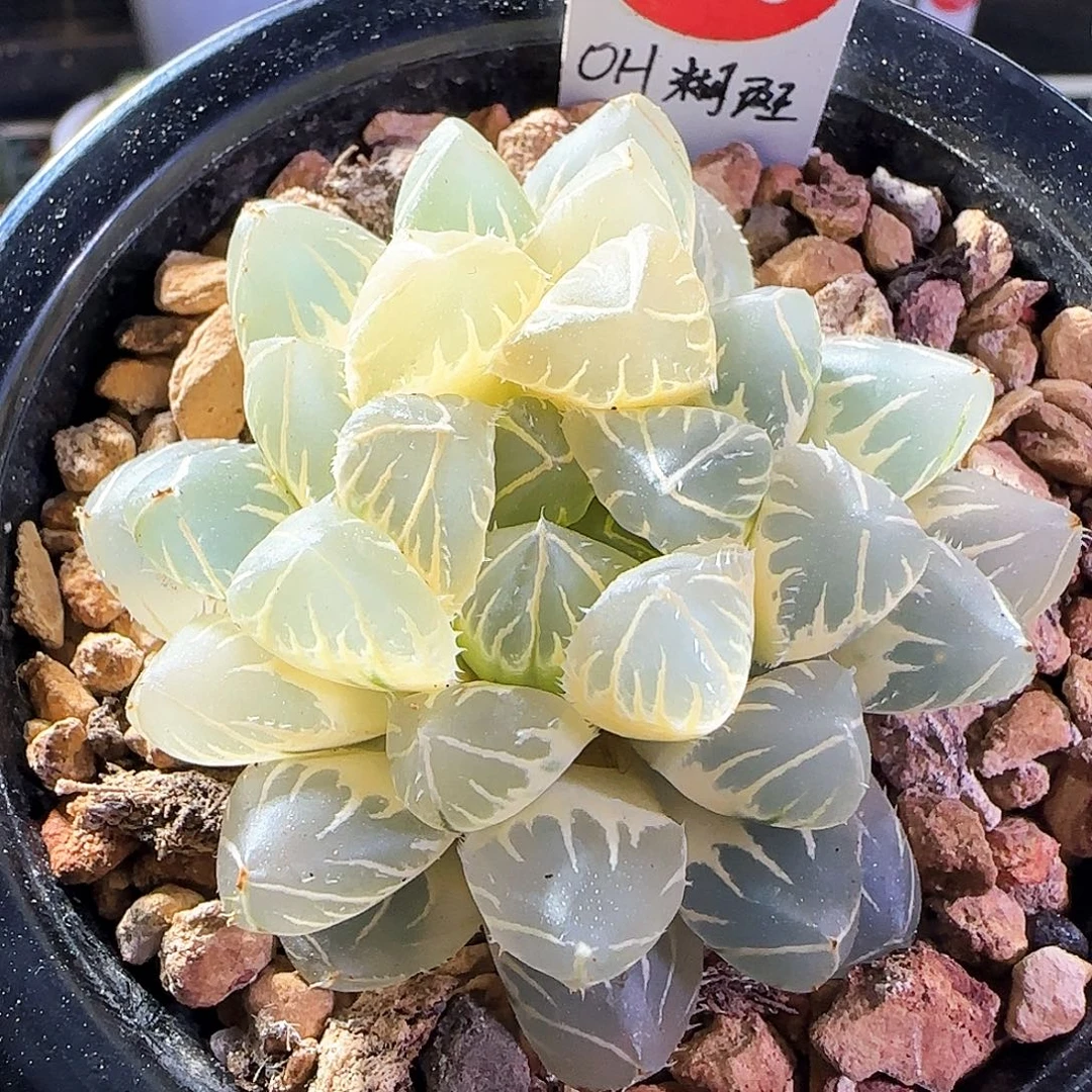 300号OH糊斑一物一拍带盆土