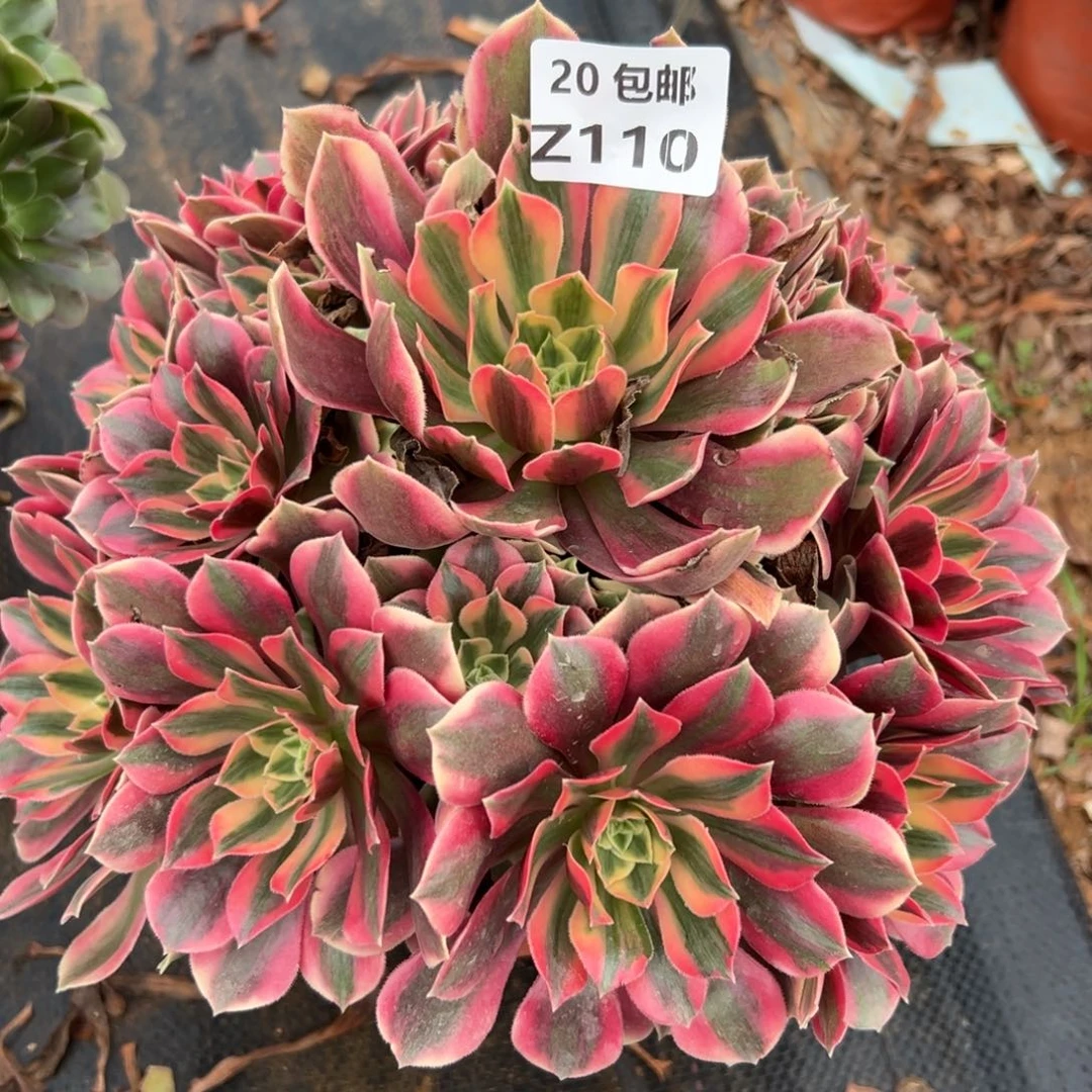 110女妖，满20包邮嘟叮熊