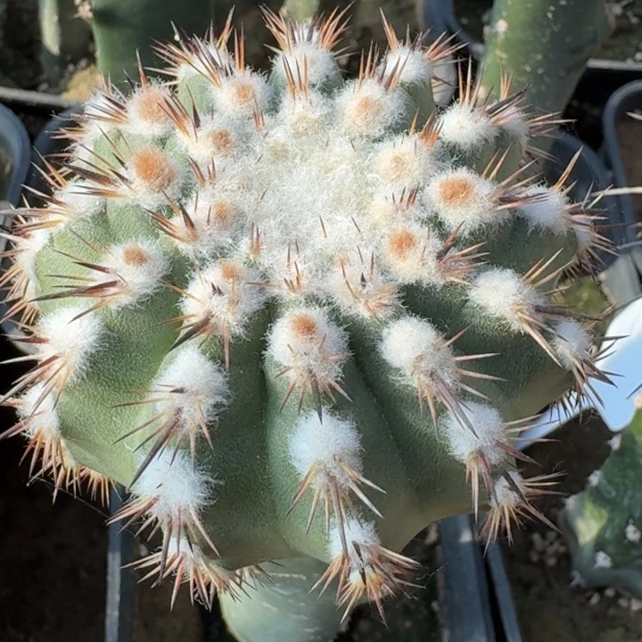 万花筒366666666666