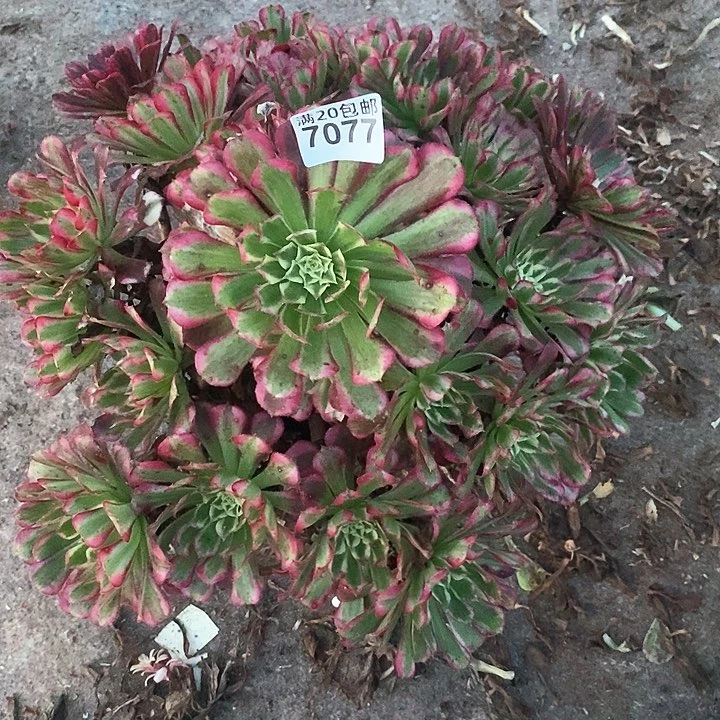 7077 一颗同花顺