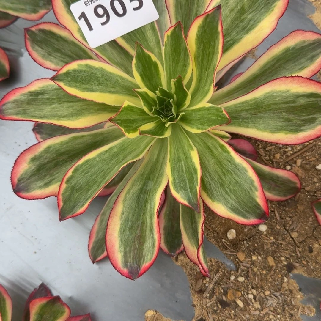 玲***g1905魅影。多肉植物