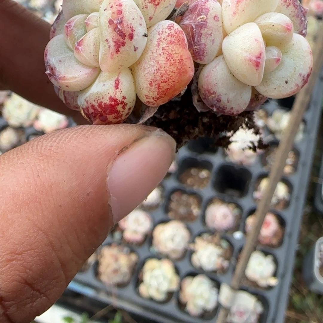 多肉小卡拉米糖心一物一拍