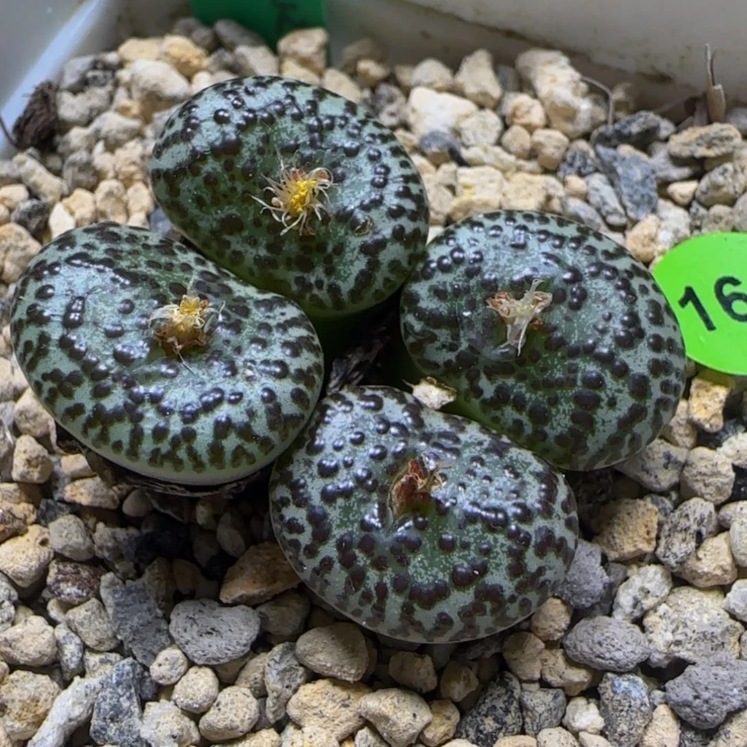 霓虹杂rr1314大黑点安贞群160