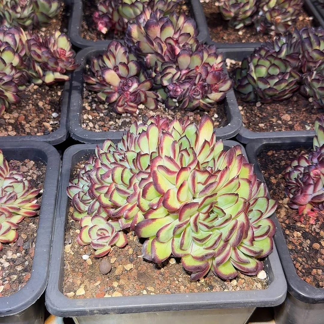 肉酱玫瑰缀化多肉