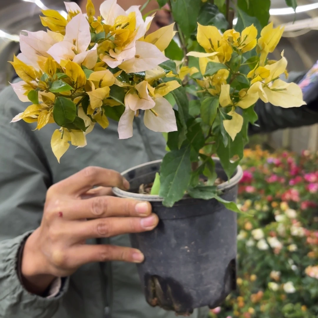 全部花苞（月朦胧）三角梅会落花落叶会光杆苗有大有小