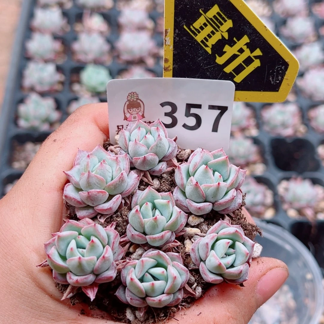 当前无花朵，栽培后可花朵