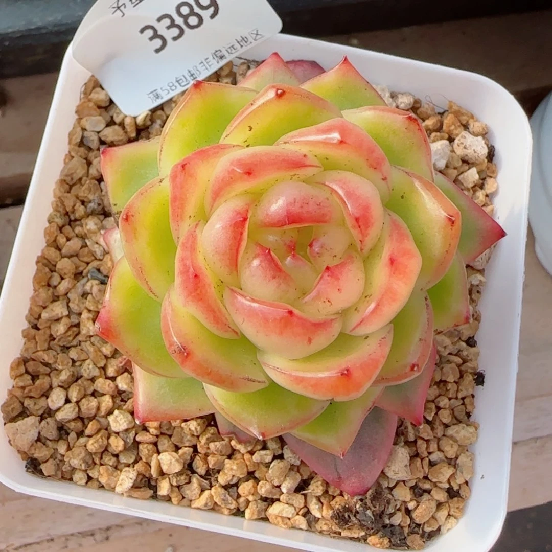 水晶珍妮锦，3389多肉植物