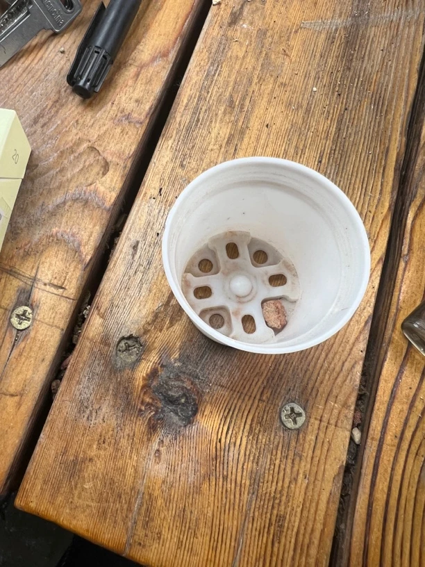 陌路水泡多肉植物
