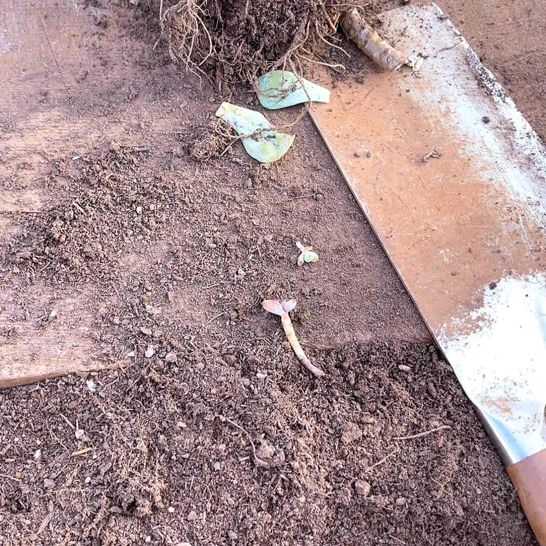 ****玲10级福利无砍不售后