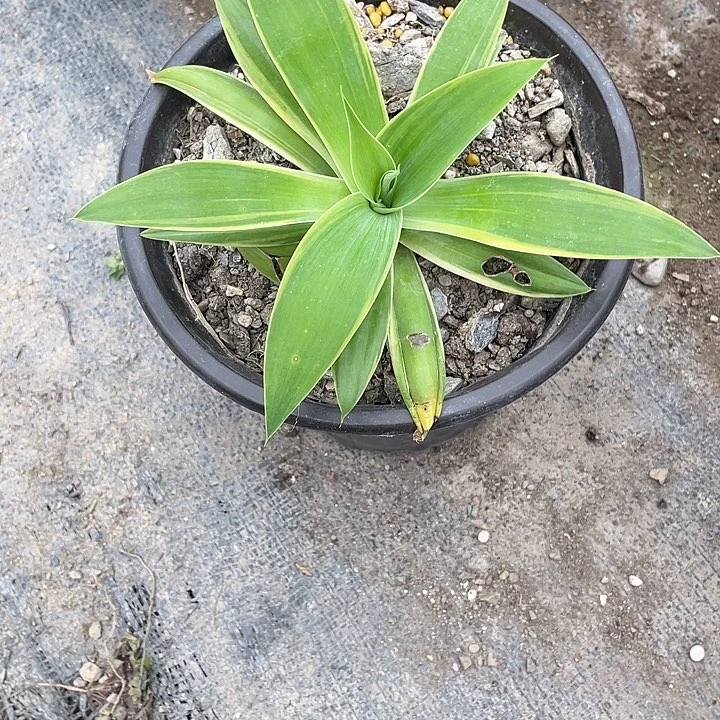 家***集无花朵龙舌兰绿色植物