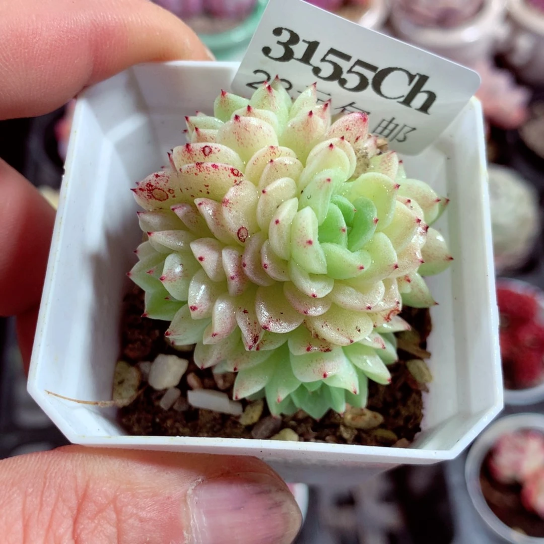 5厘米盆精控多肉3155