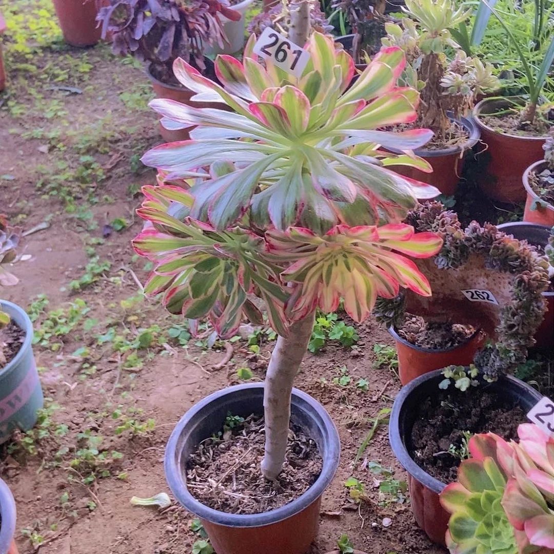 261v锦锦老庄朵朵特价