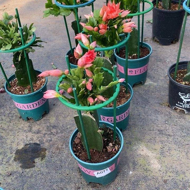 大部分花苞少量开放海****)077嫁接069