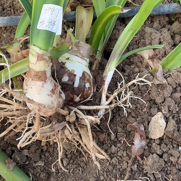 花*海玫瑰花样8.5左右带侧6997