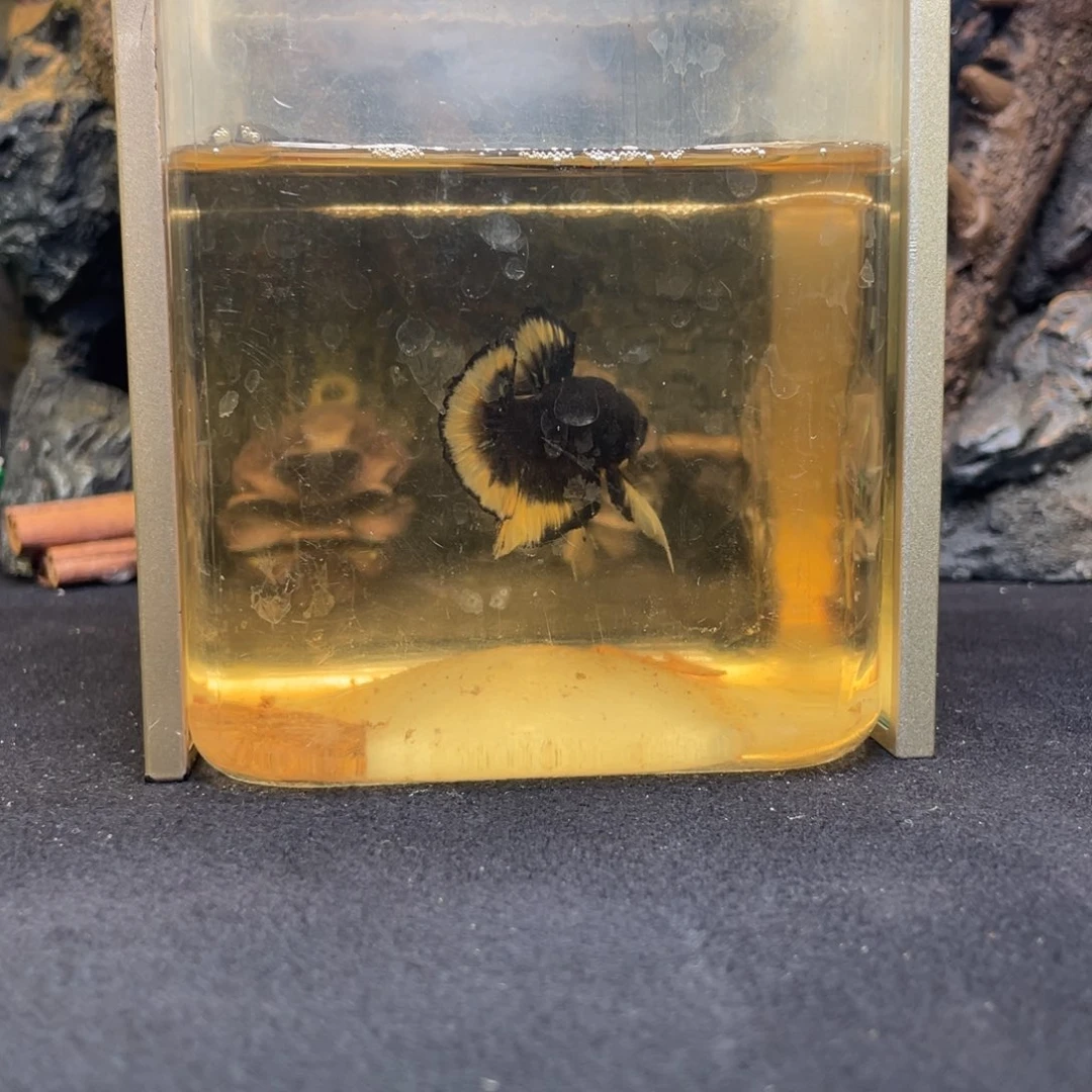 斗鱼竞价一月四日竞价