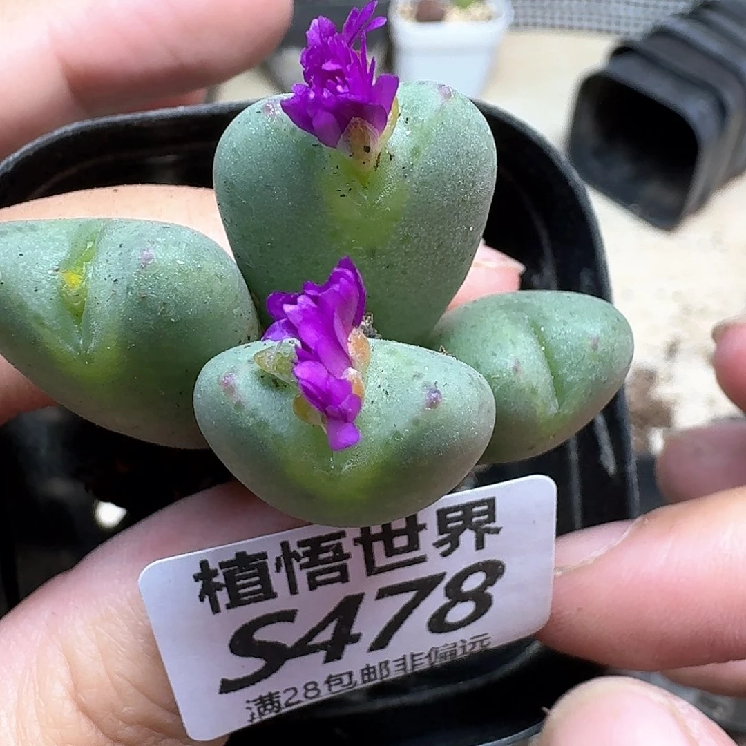 多肉植物的润泽fgb