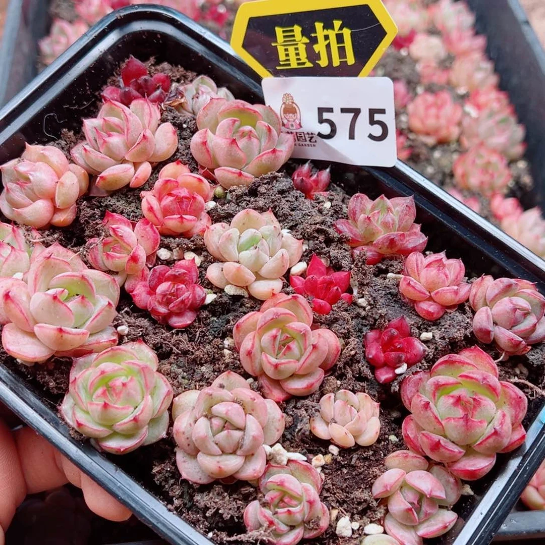 多肉植物多肉植物