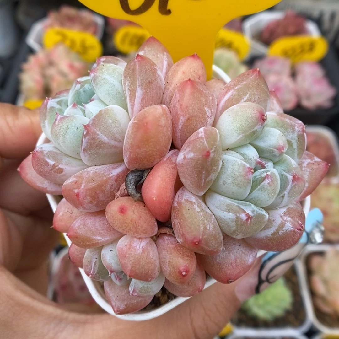 泡芙珍妮群生618号。