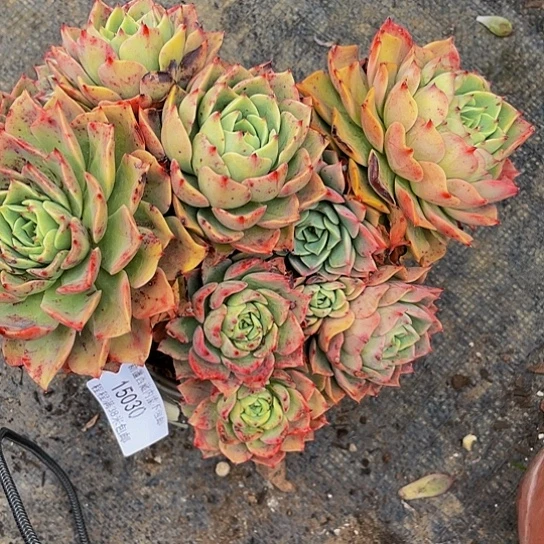 敦**爹贝拉15030多肉