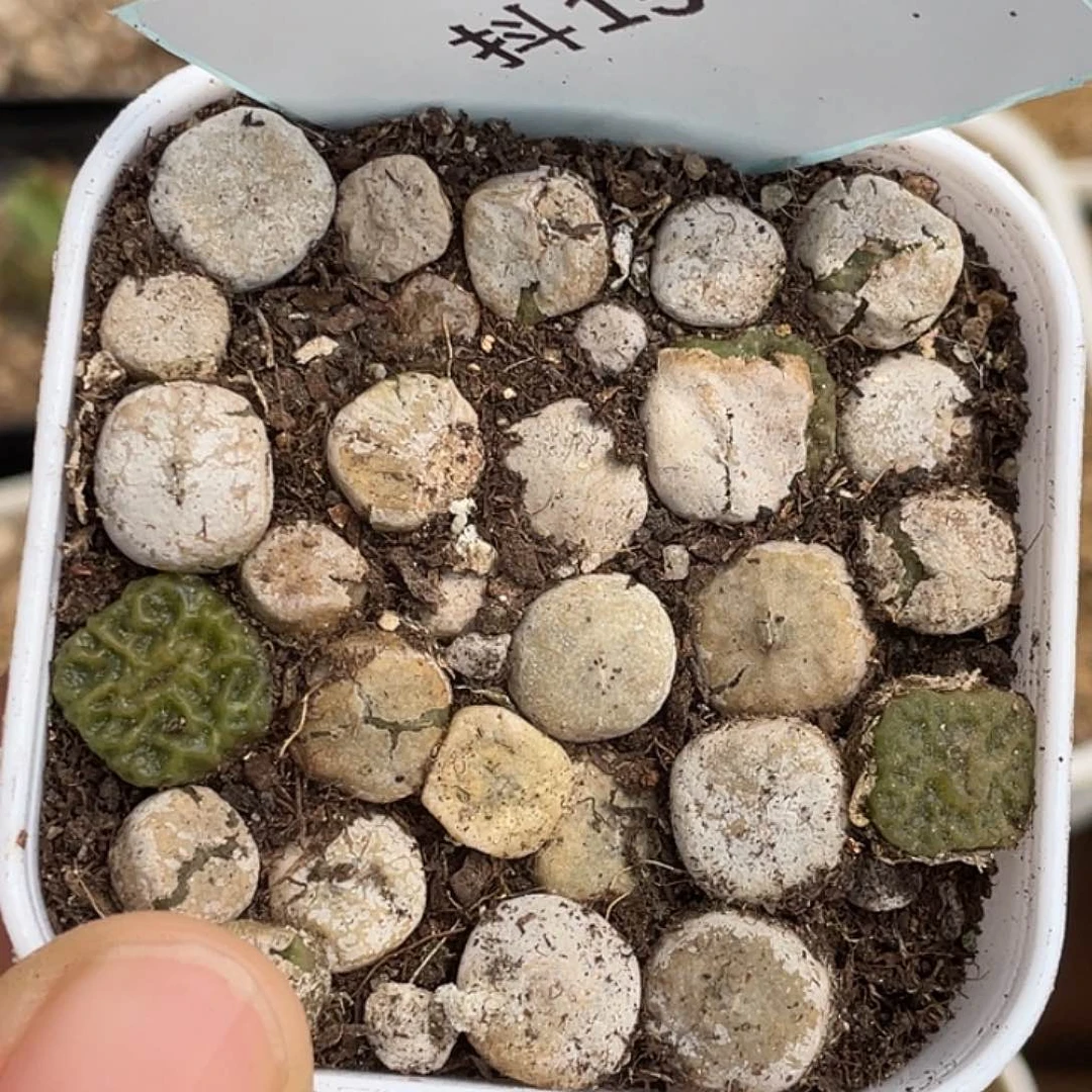 15-52烧麦多肉植物