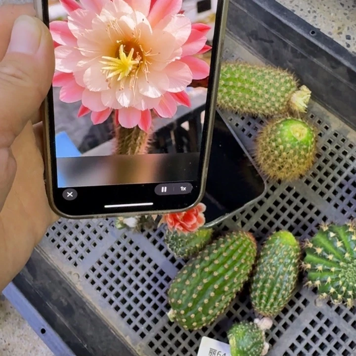 318金妞少女心歪无根侧牙6公分左右，20包邮