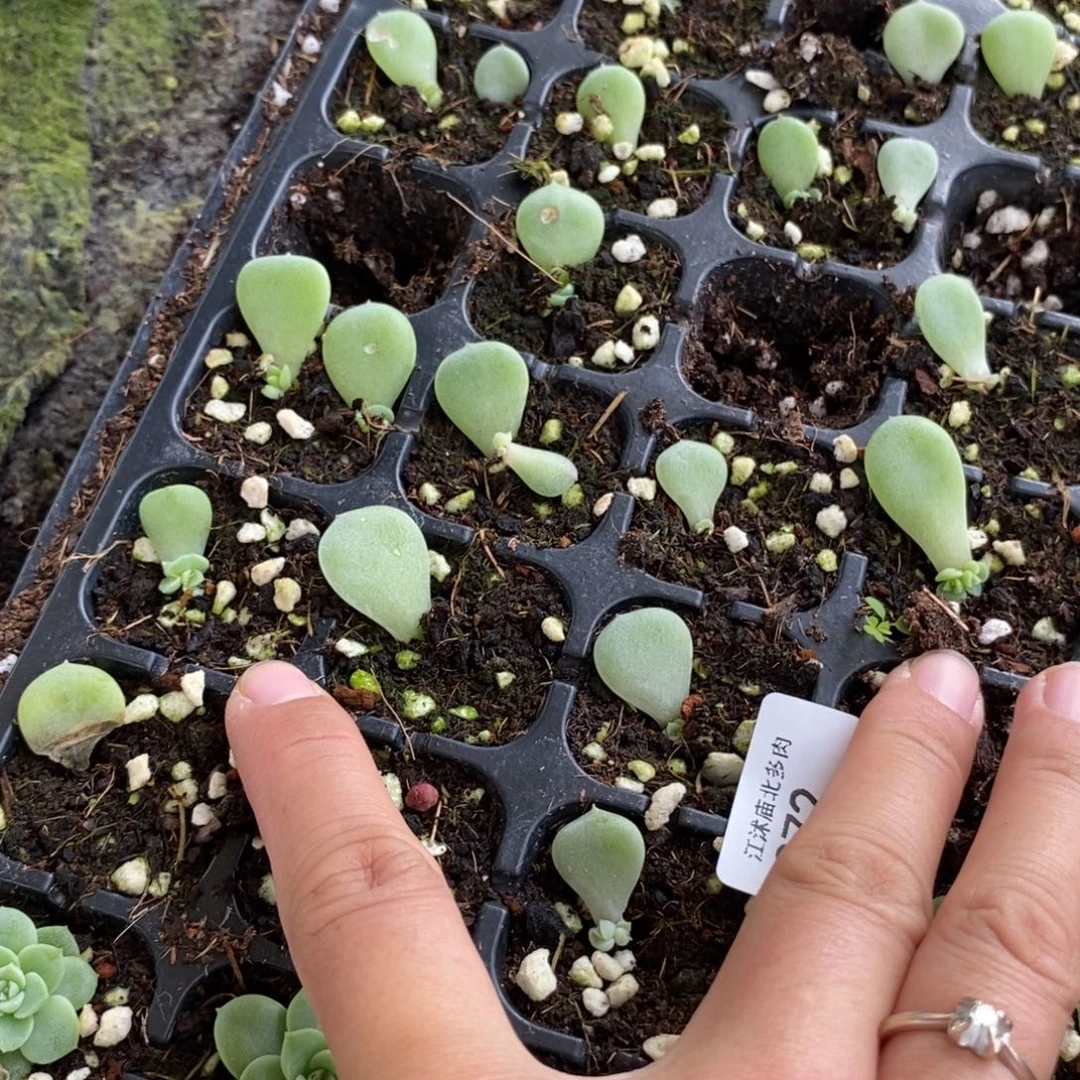 暴富芽苗2颗多肉量拍